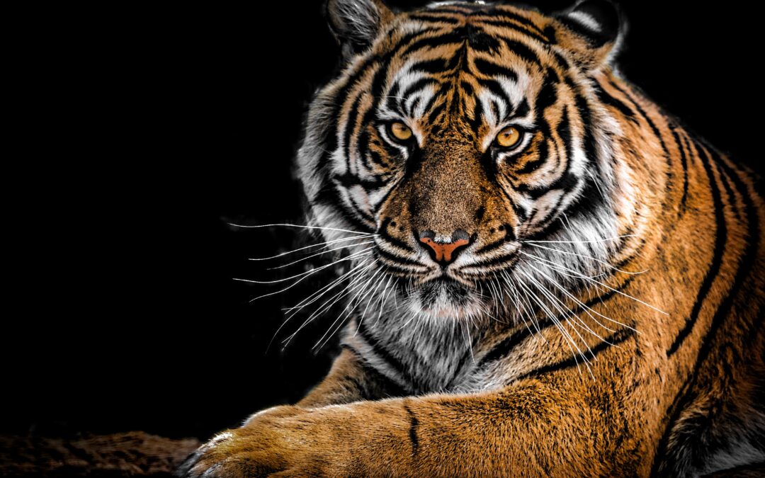 tiger - spirit animal, Spirit Animals Expert Course